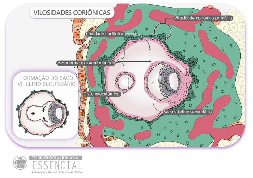 Embriologia Humana Essencial Clorofreela Biomedical Illustration