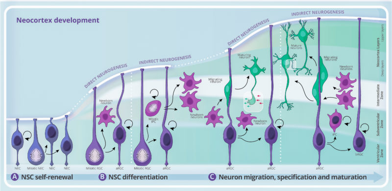 Overview of neurogenesis stages during mammalian neocortex development. (A) NSC self-renewal, (B) NSC differentiation, and (C) Neuron migration, specification, and neural circuit formation.Cells represented: neuroepithelial cells (NEC), apical radial glial cells (aRGC), basal radial glial cells (bRGC), intermediate progenitor cells (IPC), and neurons (newborn, migrating, differentiating, and mature). Ventricular and Subventricular zones are the proliferative zones, where the progenitors reside. Intermediate zone is the zone of neuron migration. Neocortex is the mammalian cerebral cortex highly organized into six horizontal layers (not all represented), where earlier born neurons occupy lower layers (deep layers), while later-born neurons occupy superficial layers (upper layers). Progenitor cells are maintained all over neocortex development to guarantee a reservoir for neurogenesis and gliogenesis.