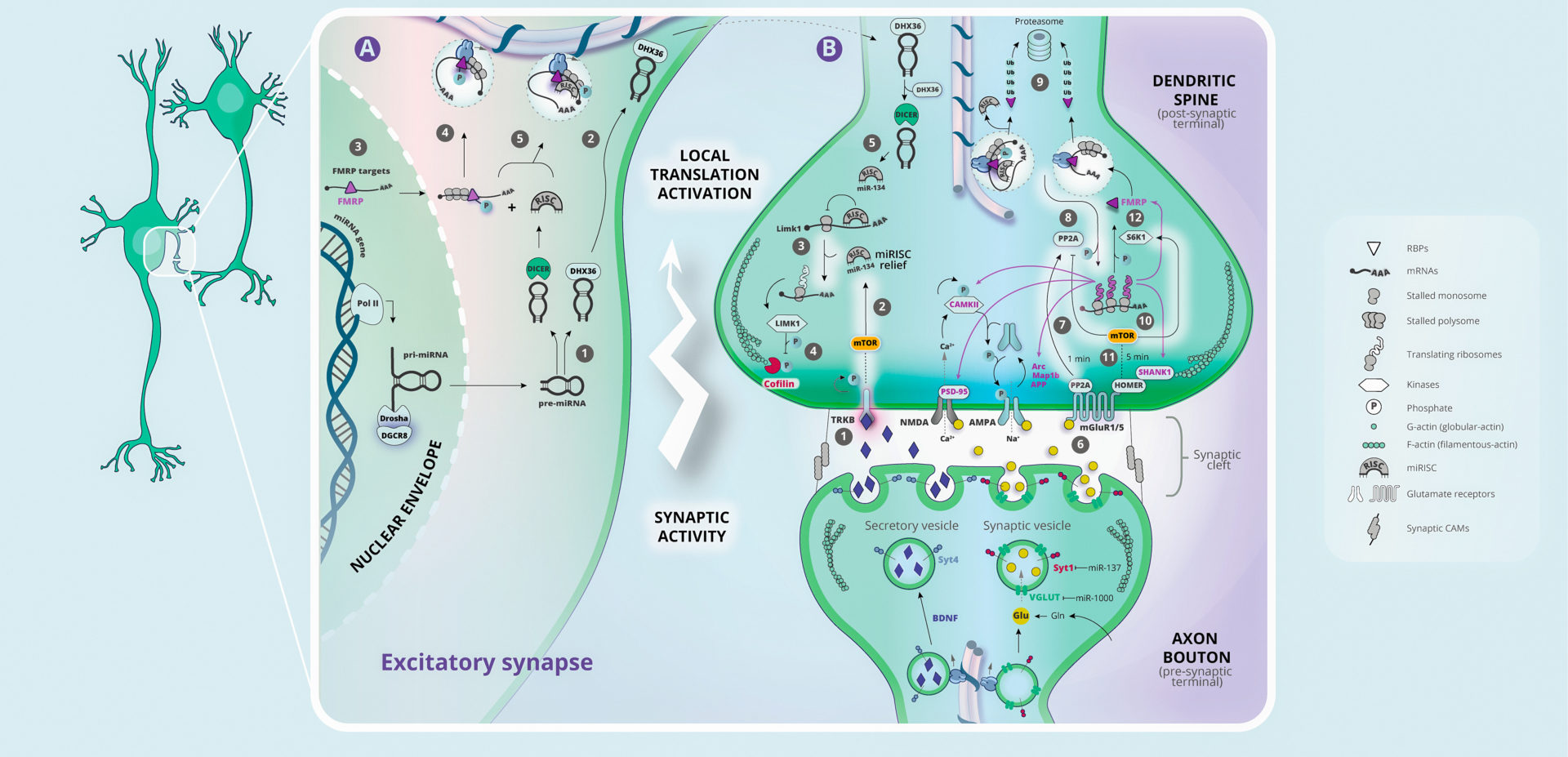 Neocortex Development - Clorofreela | Biomedical Illustration