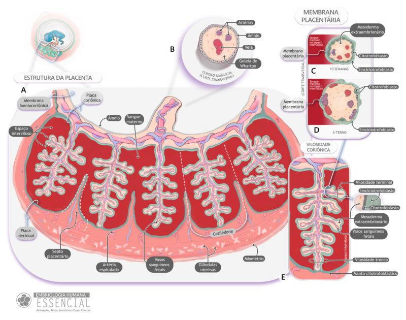 Estruturas da placenta | In: Embriologia Humana Essencial