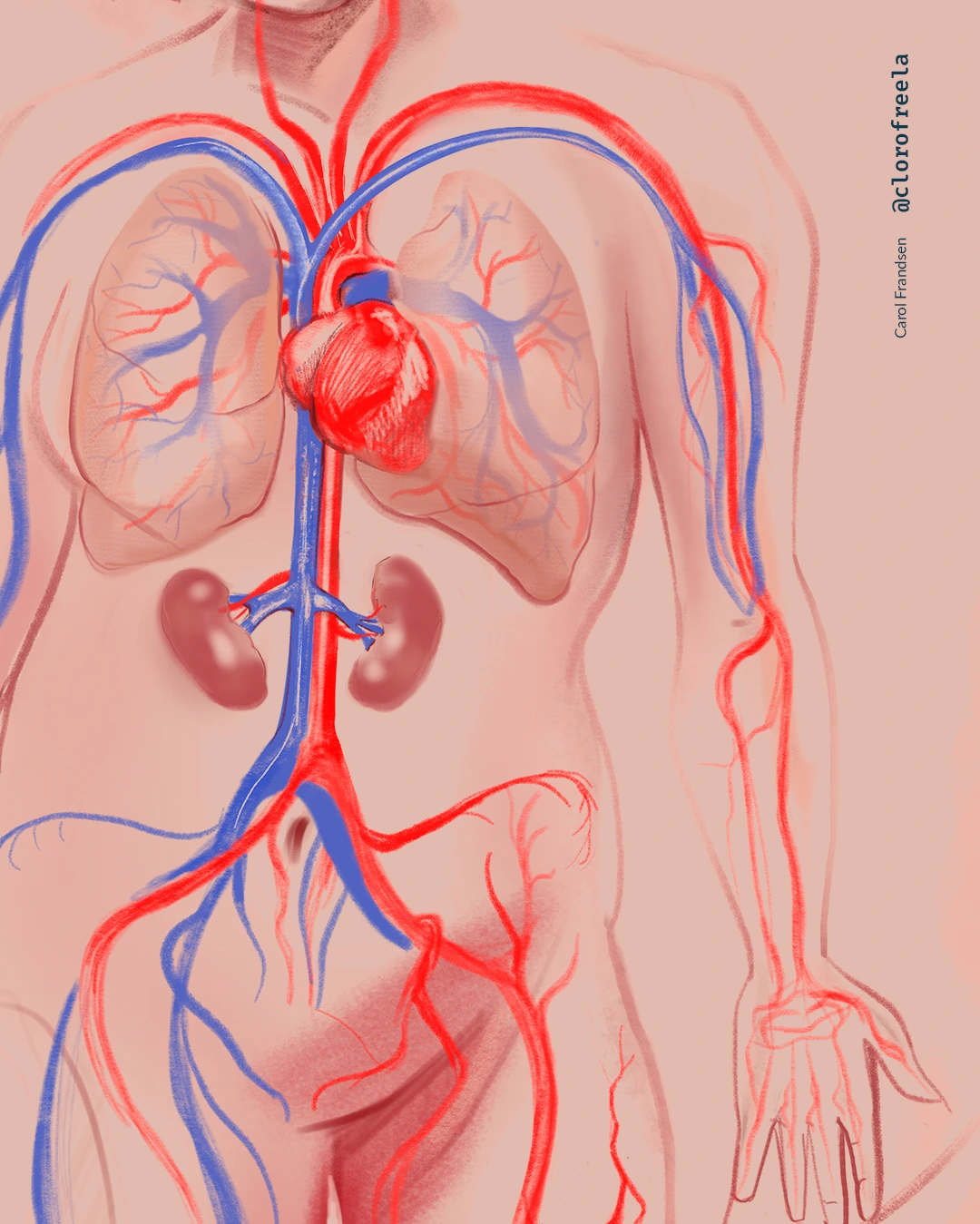 Anatomia Do Sistema Circulatório Clorofreela Biomedical Illustration 5466