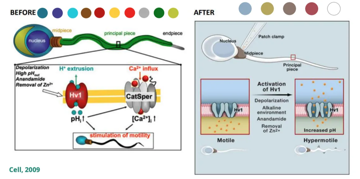 Alt Text: Comparação visual de duas representações esquemáticas de um espermatozoide em ilustração científica. À esquerda, a versão “Before” apresenta uma paleta de cores saturadas e detalhamento complexo, destacando canais iônicos (Hv1 e CatSper) na peça principal, com setas indicando extrusão de H+ e influxo de Ca²+, além de fatores como despolarização e remoção de Zn²+. À direita, a versão “After” adota uma abordagem mais simplificada e limpa, com tons pastéis, apresentando um esquema de ativação do Hv1 que eleva o pH e resulta em hipermotilidade. Inclui um zoom com comparações de espermatozoides em estados “Motile” e “Hypermotile”.